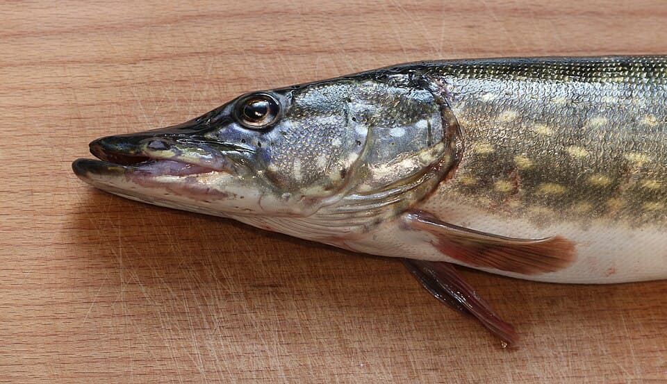 Photographie de Brochet